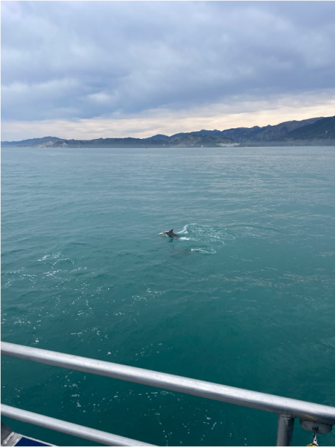 Dolphin Sight Seeing Dolphin Sight Seeing